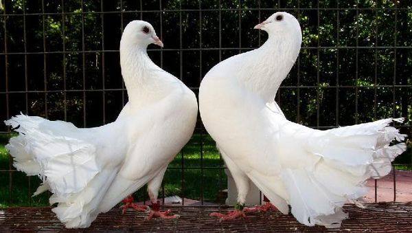 Как размножаются голуби в дикой природе и в голубятне - фото