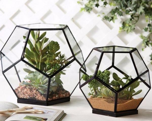 Флорариум своими руками: как сделать мини-сад в стекле с фото