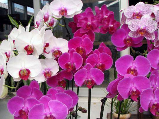 Как удобрять орхидею фаленопсис: полезные советы с фото