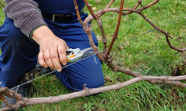 Как укрывать виноград на зиму  способы уберечь лозу на видео - фото