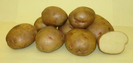 Как выбрать посадочный материал картофеля? с фото
