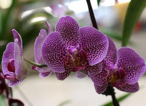 Как ухаживать за орхидеей фаленопсис с фото