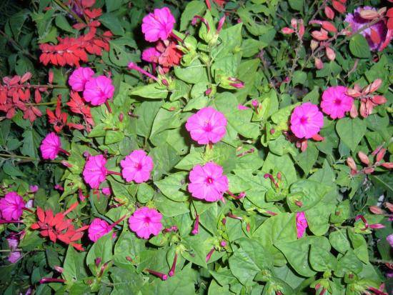 Как вырастить цветок ночная красавица: особенности, посадка, уход - фото