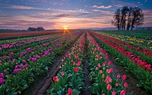 Как вырастить тюльпаны из семян своими руками от семечка до цветка - фото