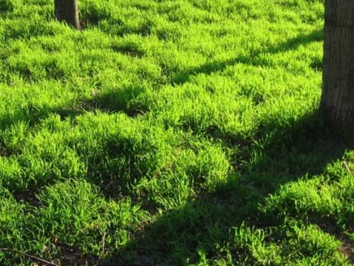 Как выровнять газон который растет кочками - фото