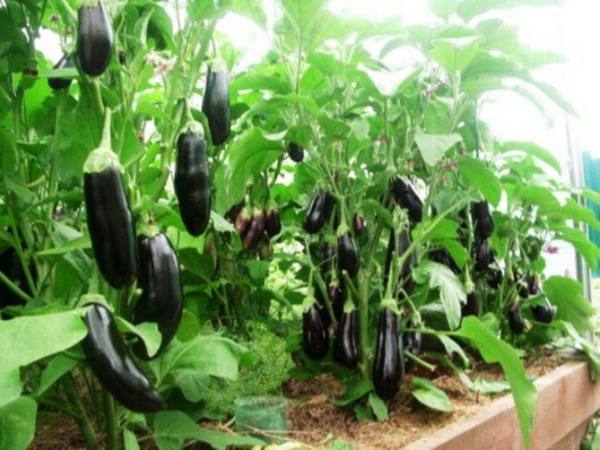 Как посадить и вырастить хороший урожай баклажан в теплице с фото