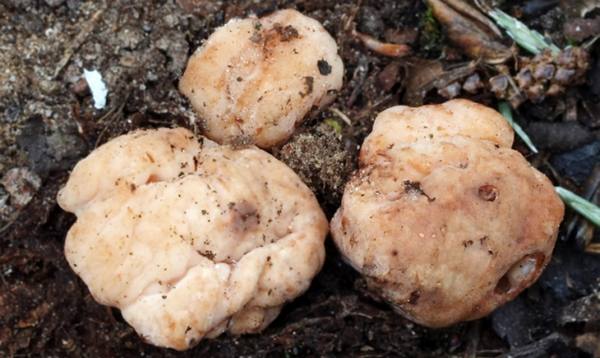 Как заморозить грибы на зиму  правила, которые нужно знать - фото