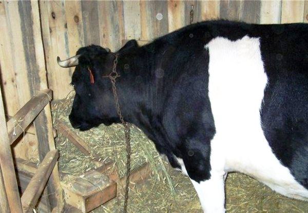 Что делать в случае закупорки пищевода коровы? - фото
