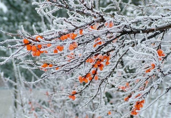 Как зимуют плодовые деревья и ягодники в Сибири - фото