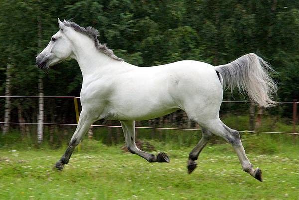 Какие породы лошадей разводят в Рязанской области - фото