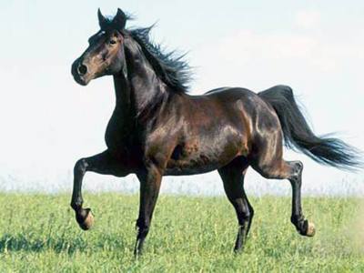 Какие породы лошадей разводят в Самарской области - фото