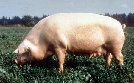 Какие породы свиней разводят на Урале с фото