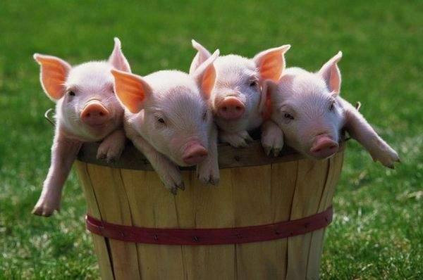 Какие породы свиней разводят в Архангельской области - фото