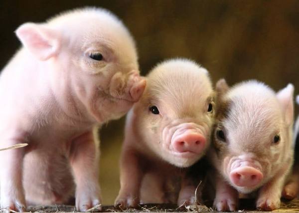 Какие породы свиней разводят в Мурманской области с фото