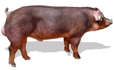 Какие породы свиней разводят в Пермском крае - фото