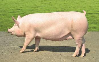 Какие породы свиней разводят в Удмуртии - фото