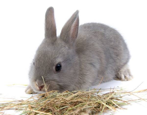 Какое сено лучше выбрать для кроликов - фото
