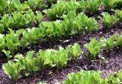 Каковы полезные свойства листьев салата - фото