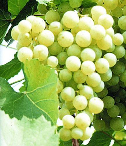 Каковы польза и вред винограда для человека с фото