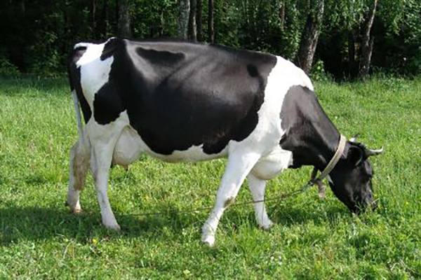 Каков средний надой молока одной коровки - фото