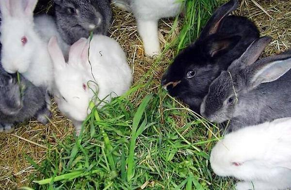 Кормление кроликов травой - что нужно знать с фото