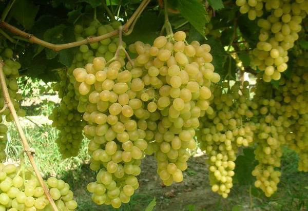 Уровень калорийности зеленого винограда кишмиш - фото