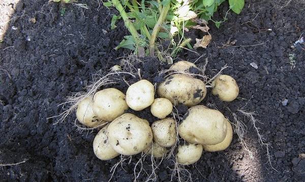 Подробное описание сорта картофеля Латона с фото - фото
