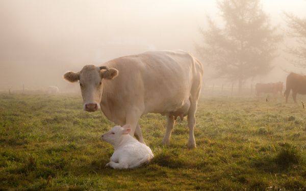Кетоз у коров: симптомы и лечение - фото