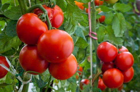 Характеристика сорта томата Дар Заволжья, особенности выращивания - фото