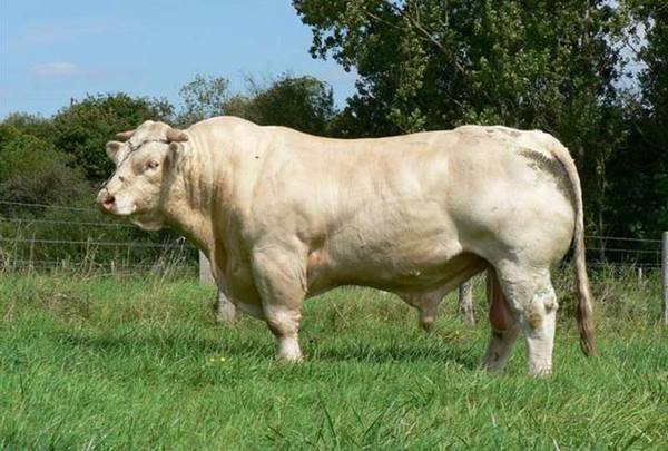 Характеристики породы коров Шароле, фото и видео с фото