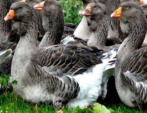 Сильная порода холмогорских гусей с фото