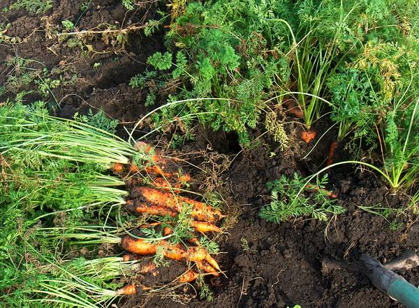 Правильное хранение моркови в опилках  от и до с фото