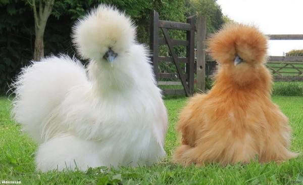 Китайская шелковая курица - основная характеристика породы - фото