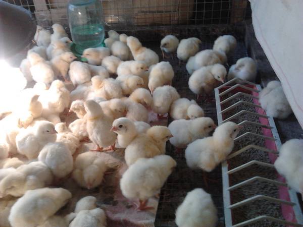 Клетки для цыплят: требования к ним и как изготовить самостоятельно - фото