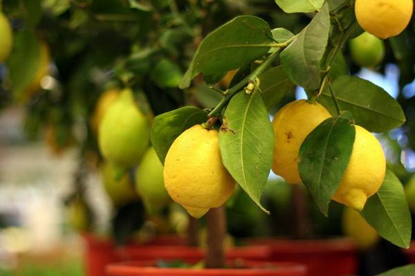 Лучшие сорта лимонов для выращивания дома - фото