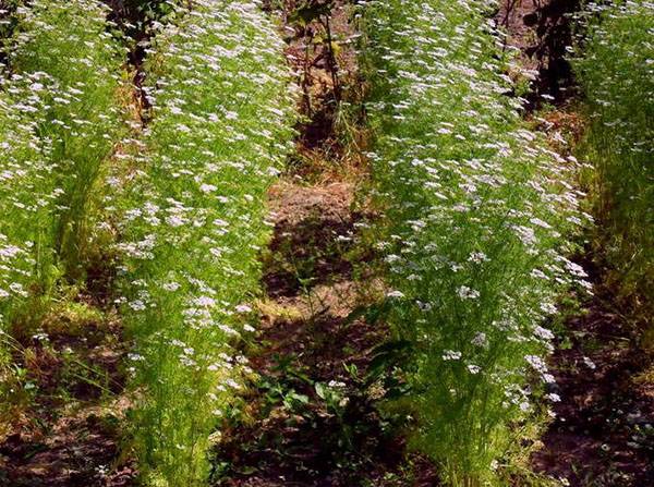 Выращивание кориандра из семян  простое дело для вкуса и пользы с фото