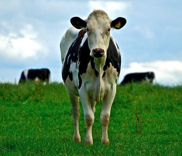 Чем кормить корову для получения хороших удоев - фото