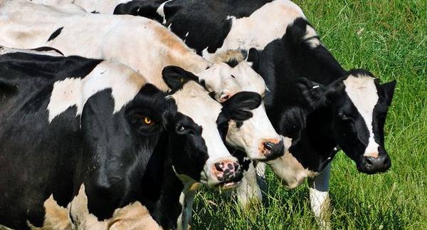Кормление коров в небольших хозяйствах - фото