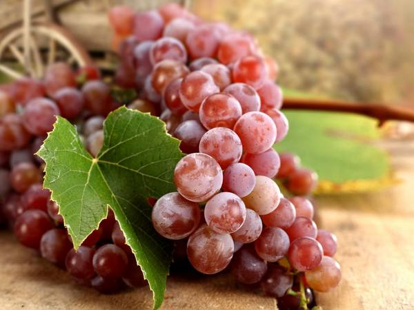 Разновидности красного винограда - фото
