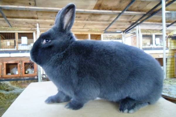 Кролик благородного окраса - Венский голубой с фото