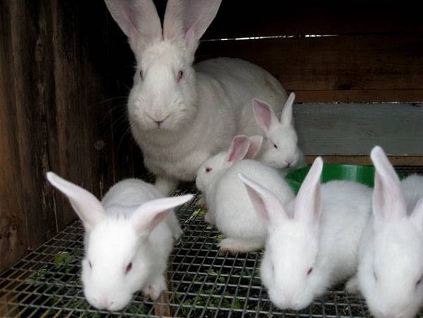 Мясные породы кроликов - фото