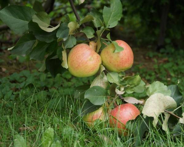Крупноплодные сорта яблонь для Сибири с фото