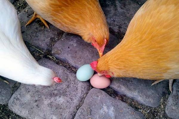 Причины, почему куры клюют яйца и что с этим делать с фото