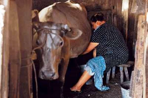 Методы лечения различных форм мастита у коров - фото