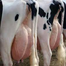 Лечение воспаления и выпадения матки у коровы с фото
