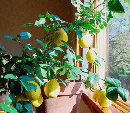 Лучшие сорта лимонов для выращивания в закрытом помещении - фото