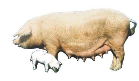 Ливенская порода свиней: фото и описание - фото