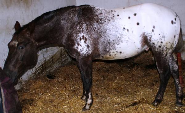 Лошадь породы Аппалуза: фото, видео,  история и описание с фото