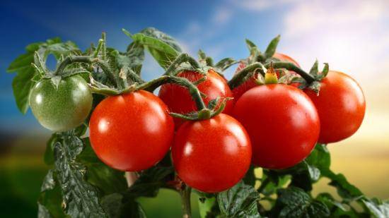 Лучшие голландские сорта помидор для самостоятельного выращивания с фото
