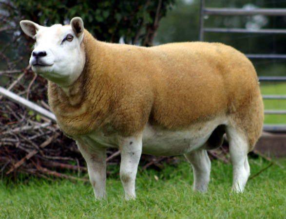 Овцы мясных пород: характеристика - фото